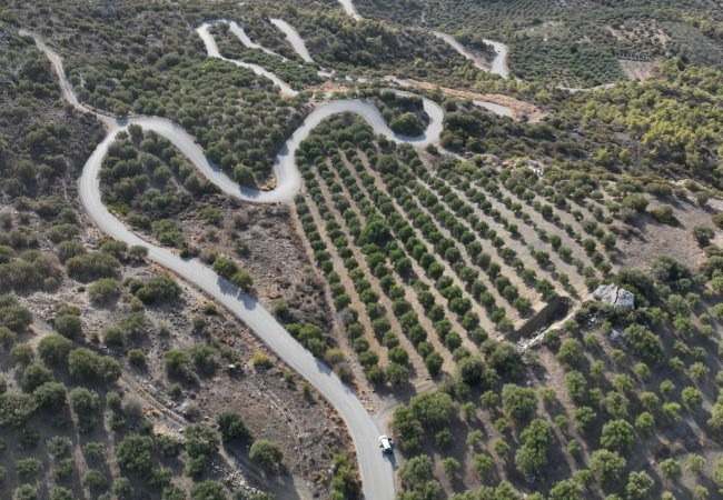 Ολοκληρώνεται το ερευνητικό έργο OliveGROW