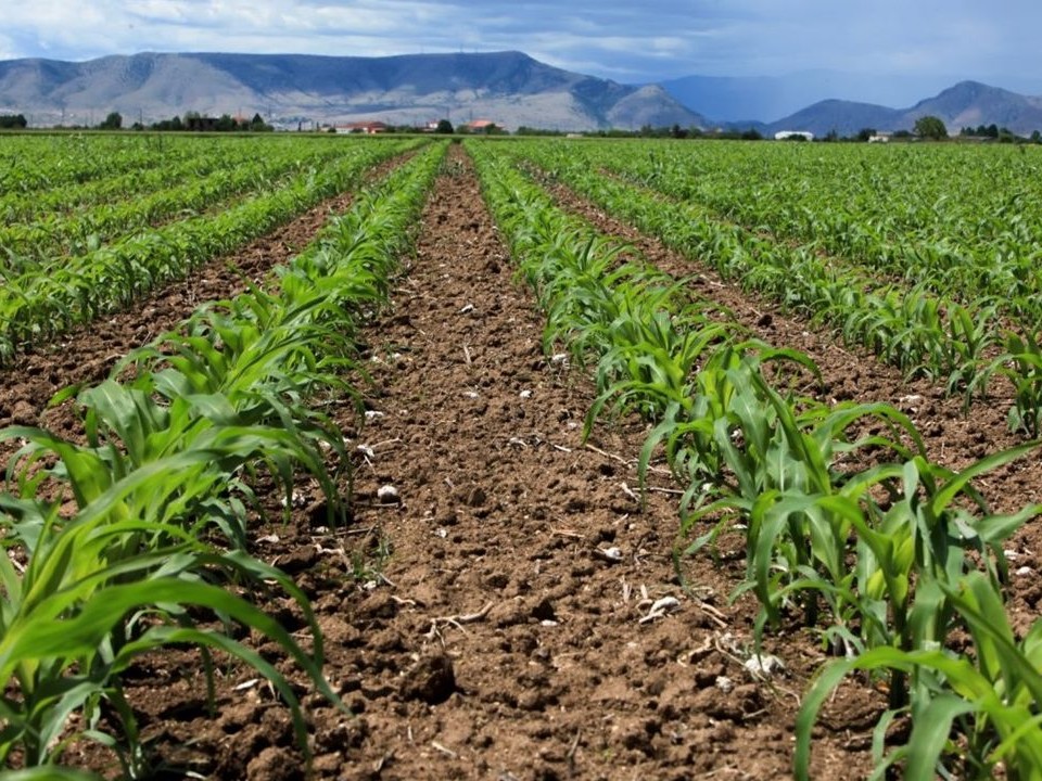 Άμεσες ενέργειες Αγροτικών Συνεταιρισμών για τήρηση υποχρεώσεων στο Ε.Μ.Α.Σ.